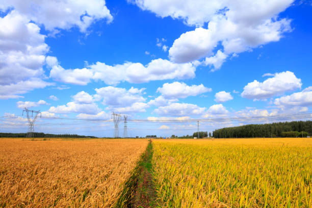 istock Mature rice in rice field, under the blue sky white clouds 1164122309