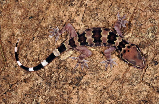 istock Hemidactylus Maculatus. Rock gecko. A large gecko usually found on cliffs, forts, old buildings, caves and tanks. The juvenile Rock gecko has a different colour pattern from that of the adult. 1164122612