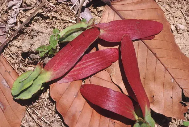 Immature fruits of the Gurjan tree lying on dry Gurjan leaves. These two-winged fruits belong to the family 'Dipterocarpaceae'.