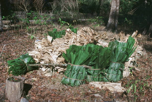 Bundles of cut Licuala Peltata leaves put out to dry before being used for thatching. Bundles of cut Licuala Peltata leaves put out to dry before being used for thatching. peltata stock pictures, royalty-free photos & images