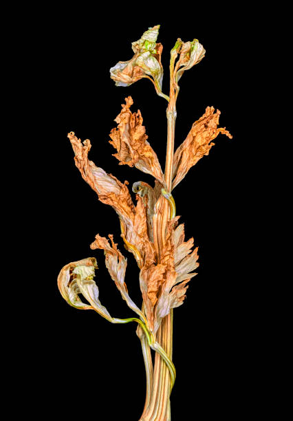 乾燥した緑色と金色の茶色の乾燥葉を持つ乾燥セロリの茎 - coulours ストックフォトと画像