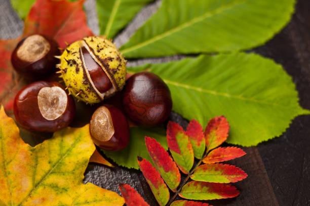istock autumn leaves and chestnuts 1164123603