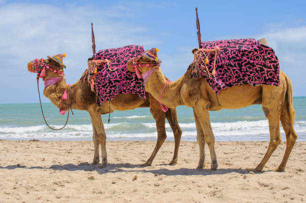 istock Arabic camels on Tunisia beach 1164123918