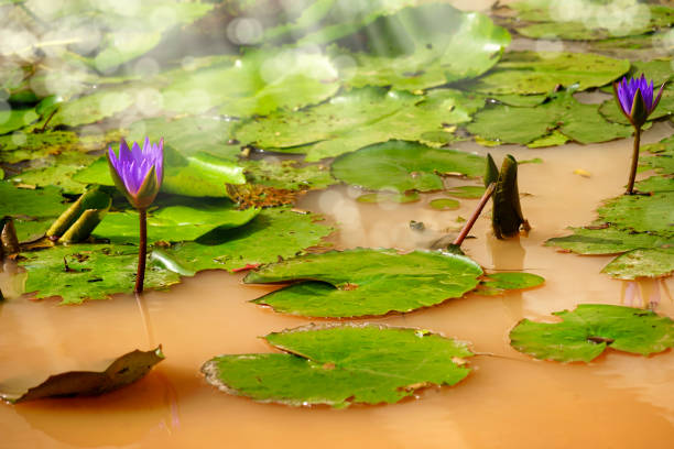 Close up beautiful tropical flower water lily on water pond in garden