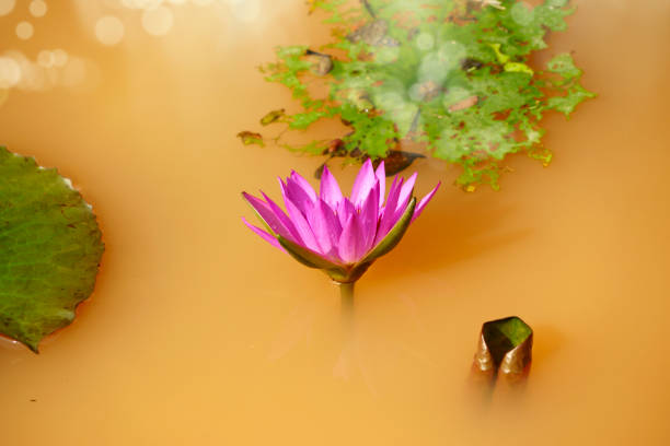 istock tropical flower water lily on water pond 1164124364