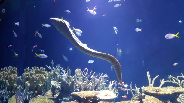 moray eel - paling nederland stockfoto's en -beelden