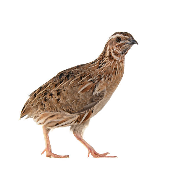 istock Wild quail, Coturnix coturnix, isolated on a white background 1164125479