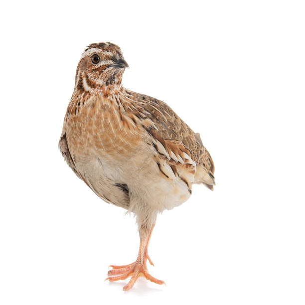 istock Wild quail, Coturnix coturnix, isolated on a white background 1164125481