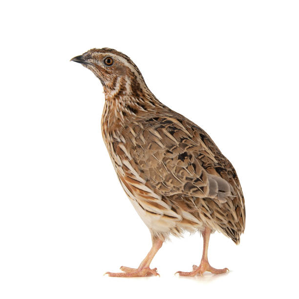 istock Wild quail, Coturnix coturnix, isolated on a white background 1164125487