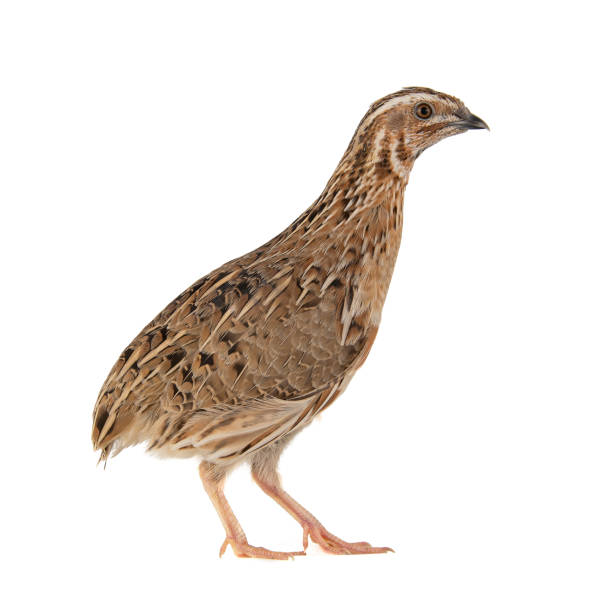 istock Wild quail, Coturnix coturnix, isolated on a white background 1164125489