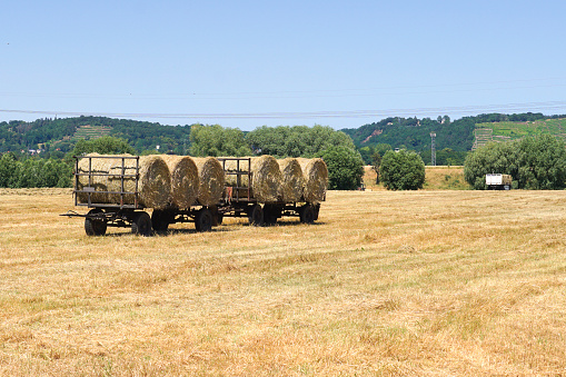 Round straw bales in the summer