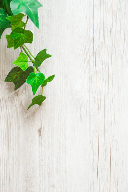 istock Green plant and wood grain background material 1164128012