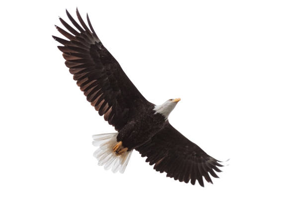 istock Eagle Drifts Across the Sky 1164128110