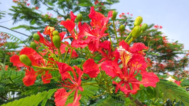 istock Royal Poinciana Flower 1164128160