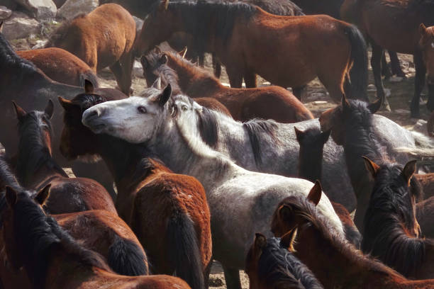 istock herd of wild horses in nature 1164129739