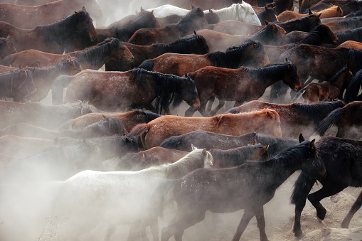 Close up herd of wild horses walking in nature