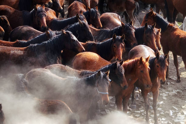 istock herd of wild horses in nature 1164130980