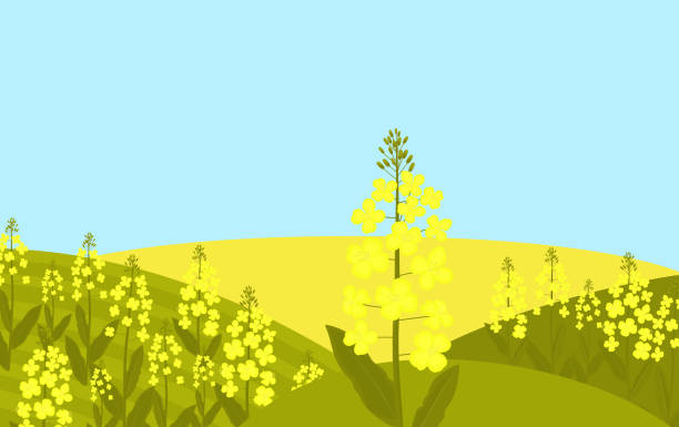 ilustrações de stock, clip art, desenhos animados e ícones de canola flower. rapeseed grows in a meadow - crop cultivated illustrations