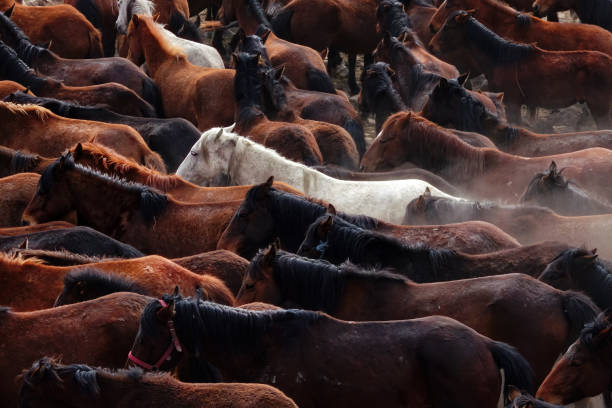 istock herd of wild horses in nature 1164131057