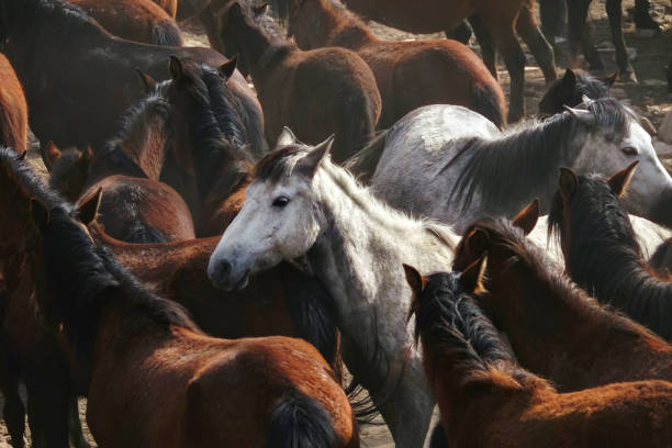 istock herd of wild horses in nature 1164131083