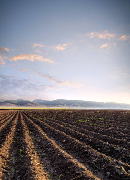 istock agricultural landscape of empty plowed field 1164131210