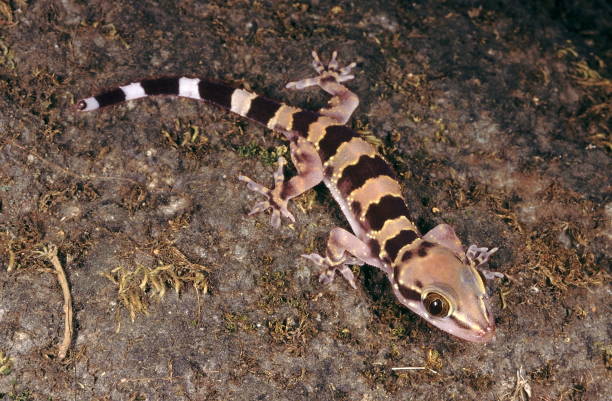 istock Hemidactylus Maculatus. Rock gecko. A large gecko usually found on cliffs, forts, old buildings, caves and tanks. The juvenile Rock gecko has a different colour pattern from that of the adult. 1164131345