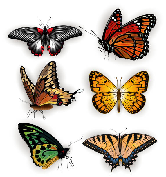 kolorowa kolekcja motyli - fritillary butterfly butterfly insect lepidoptera stock illustrations
