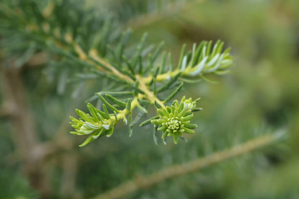 istock Blue Whistle Korean Fir 1164131393