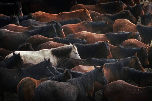 istock herd of wild horses in nature 1164131471