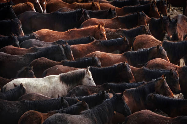 istock herd of wild horses in nature 1164132078