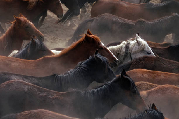 istock herd of wild horses in nature 1164132080