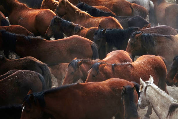 istock herd of wild horses in nature 1164132232