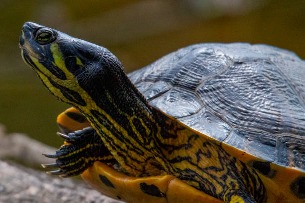 istock Yellow Bellied Slider 1164132357