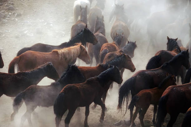 istock herd of wild horses in nature 1164132622