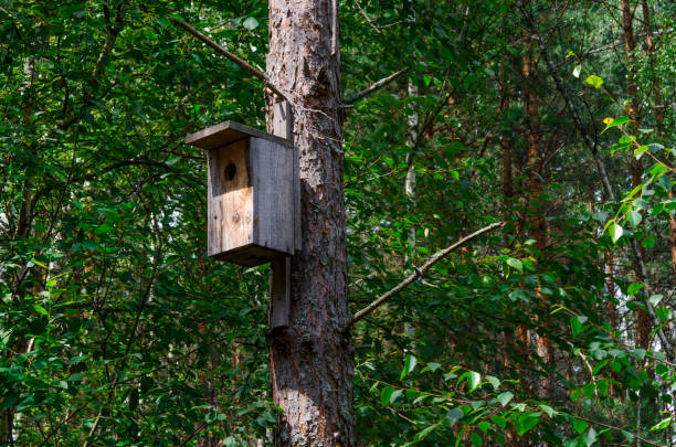 istock A wooden bird house on an old high pine tree 1164132677