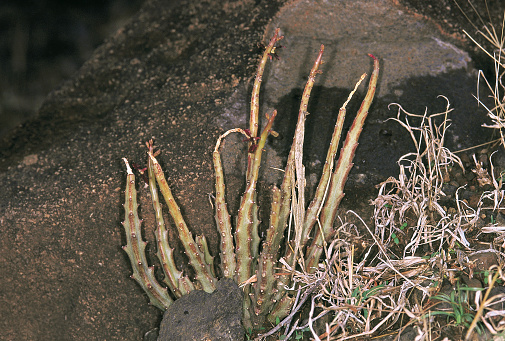 Caralluma Fimbriata. Family: Asclepiadaceae. A small leafless succulent herb which grows on dry rocky hills. Its stem is edible.