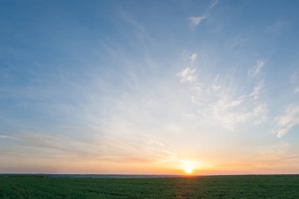 istock Sunset over green wheat field 1164136154