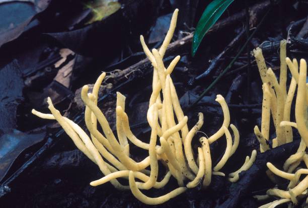 Yellow Noodle fungus. Class: Homobasidiomycetes. Series: Hymenomycetes. Order: Aphyllophorales. This variety grows in dense evergreen forests. Yellow Noodle fungus. Class: Homobasidiomycetes. Series: Hymenomycetes. Order: Aphyllophorales. This variety grows in dense evergreen forests. auriculariales photos stock pictures, royalty-free photos & images