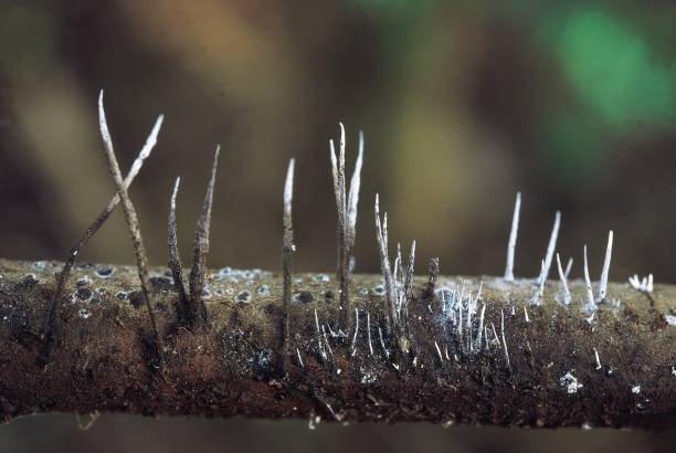 xylaria sp. classe: euascomycetes. serie: pirenomiceti. ordine: sphaerales. questi funghi sono piccoli - circa 1 cm di altezza e sono curvi con spore bianche quando maturano. - xylaria foto e immagini stock