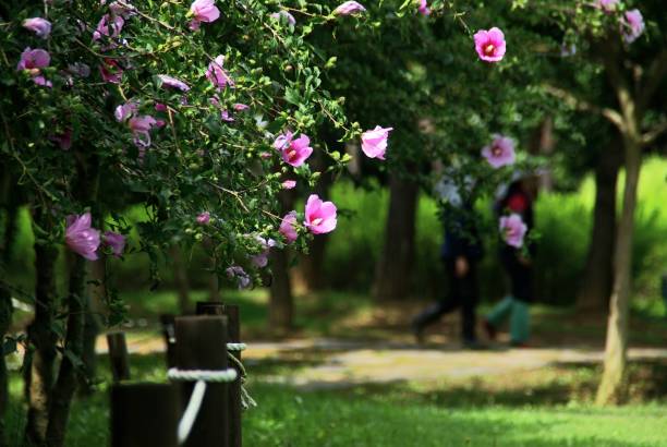 istock Flowers are beautiful wherever they are. 1164136761