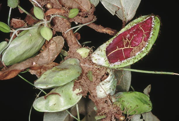 las hojas hinchadas y el tallo delgado de un myrmecophyte de los bosques de las islas andamán. una de las hojas ha sido seccionada. - sectioned fotografías e imágenes de stock