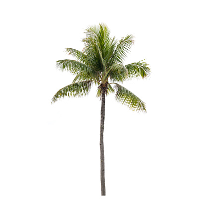 Foto de la palmera aislada de coco photo
