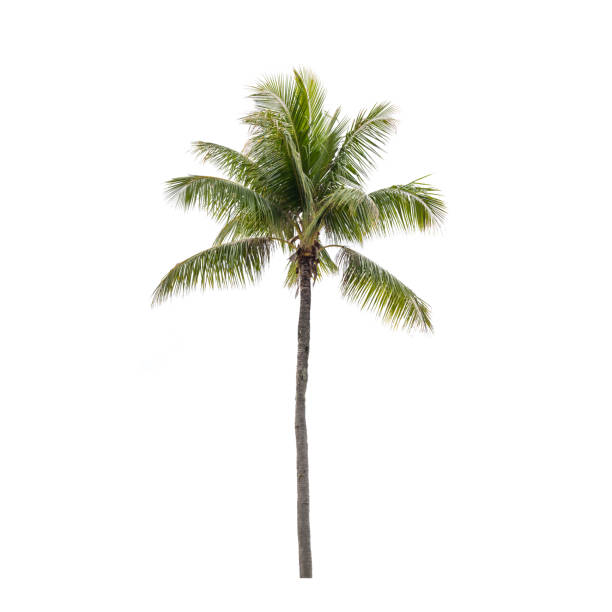 고립 된 코코넛 야자수의 사진 - coconut palm tree 뉴스 사진 이미지