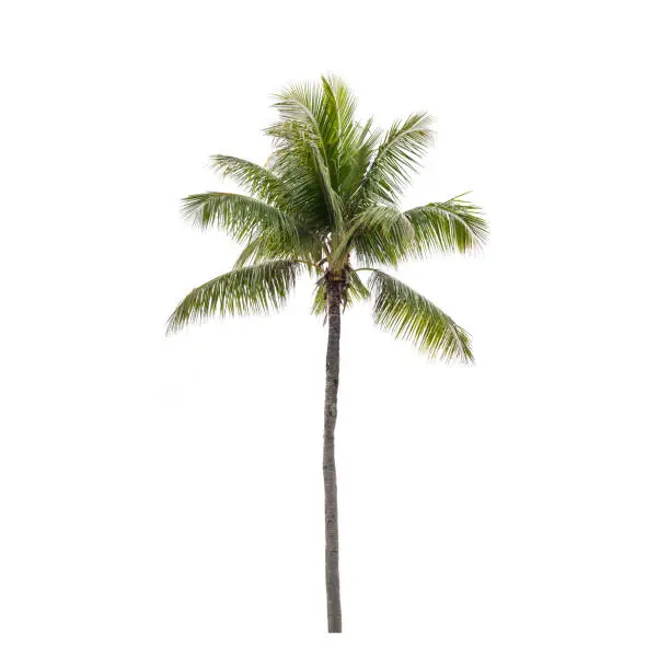 Natural photo of a coconut palm tree isolated on white