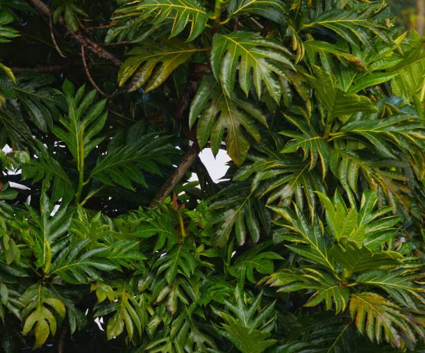 istock Heart shaped hole in leaves of trees 1164138660