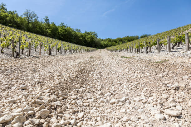 istock Burgundy vine, France 1164138670