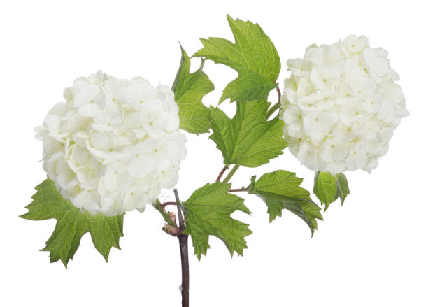 istock bush branch with light flowers on white 1164139999