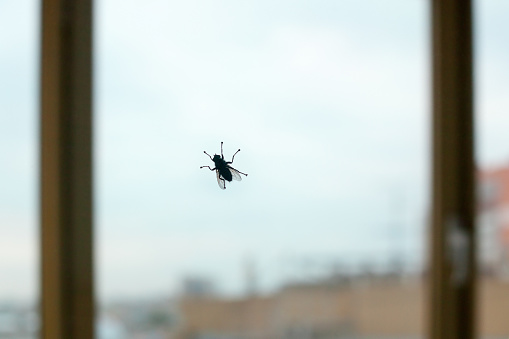Big black fly silhouette on window glass on blue sky and city background close up, diptera bloodsucking insect, protection against insect bites, disease vectors and epidemic spread concept, copy space