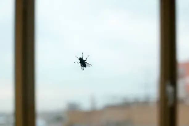 Photo of Big black fly silhouette on window glass on blue sky and city background close up, diptera bloodsucking insect, protection against insect bites, disease vectors and epidemic spread concept, copy space