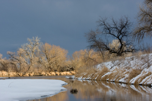 Riparian forest along South Platte River in eastern Colorado, winter